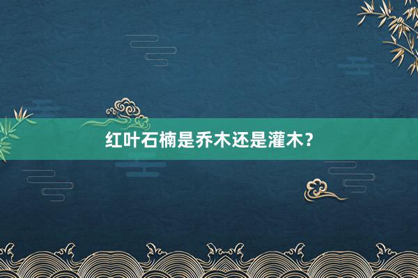 红叶石楠是乔木还是灌木？